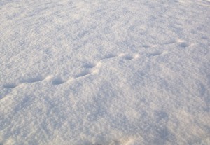 снег следы