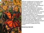 бабочки цитата